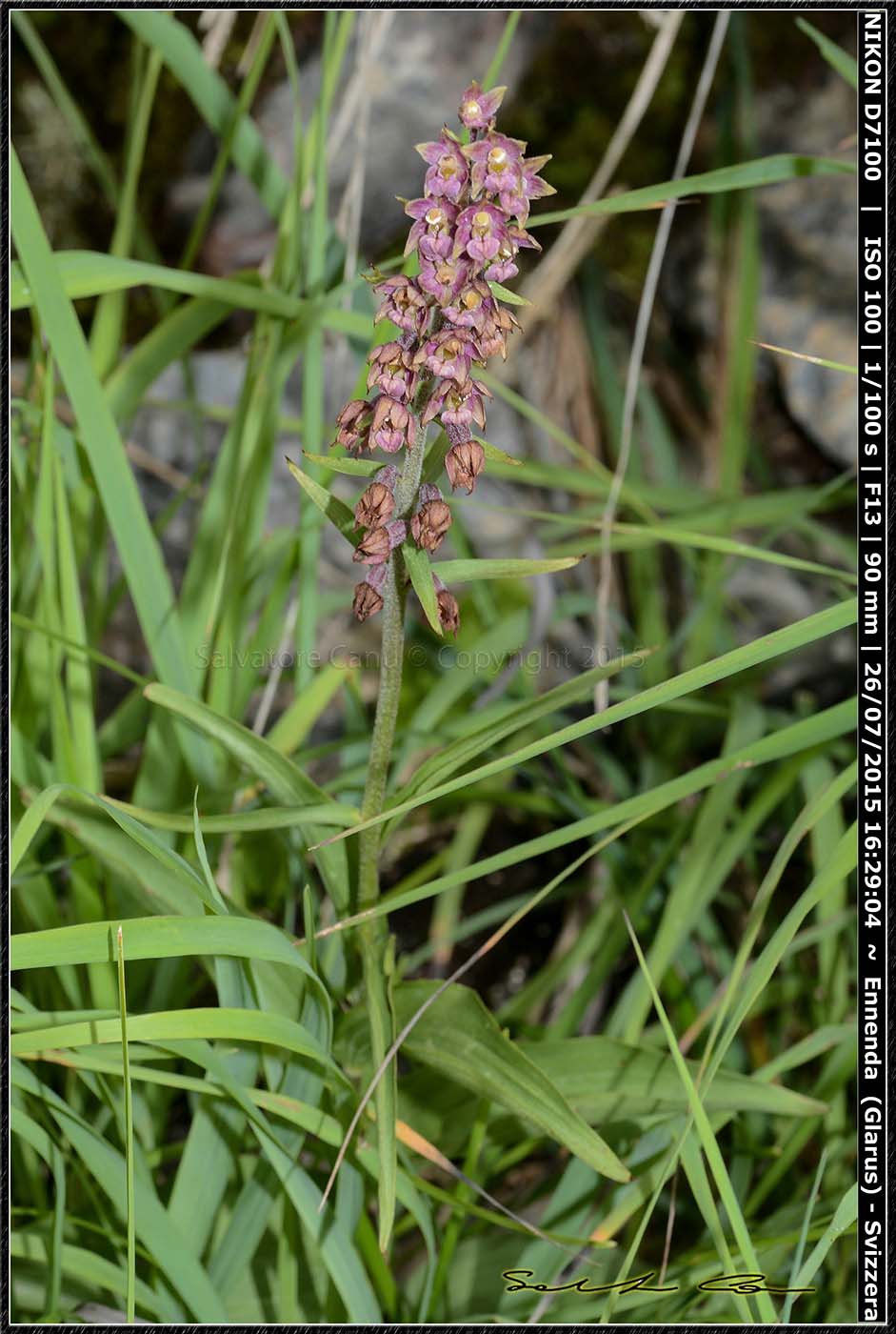 Svizzera - Epipactis atrorubens